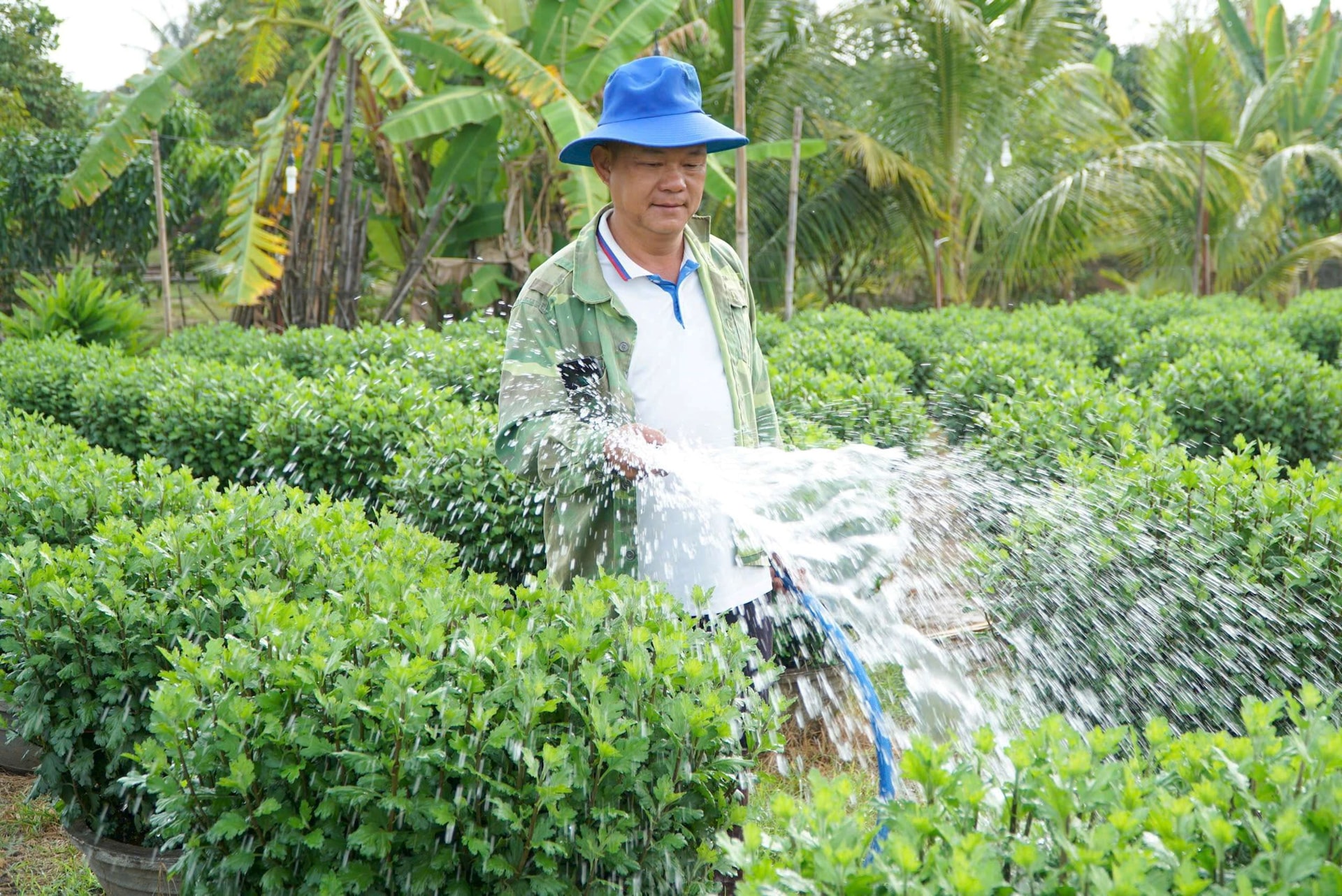 171916 El Sr. Diep Thanh Dat (TDP 5) agrega agua a los crisantemos - foto HA