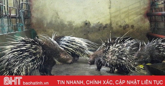 Khám phá trại nuôi nhím thu nhập khá ở Nghi Xuân