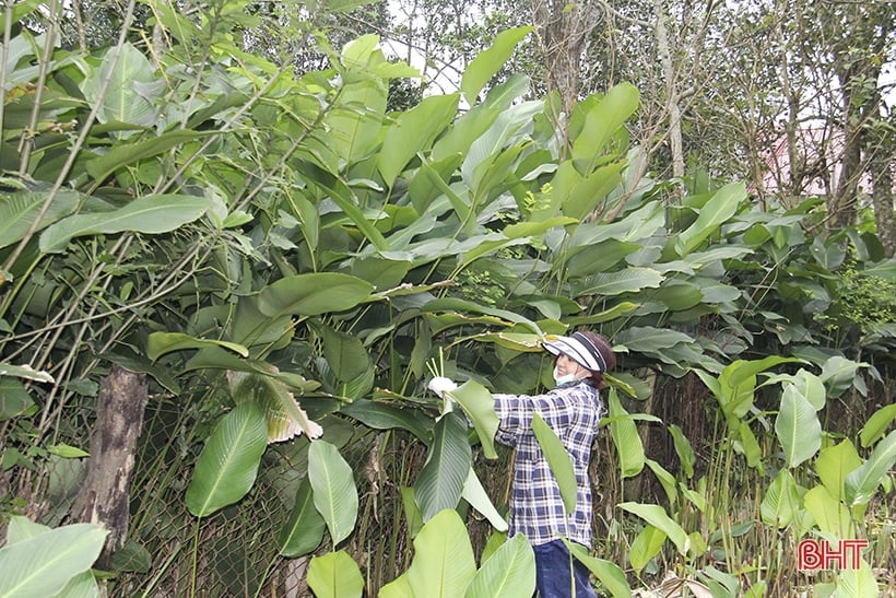 Le plus grand village de feuilles de dong à Ha Tinh est occupé avec la saison des récoltes.