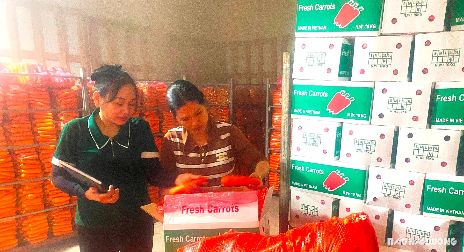 La femme qui a emporté des carottes à Hai Duong au loin