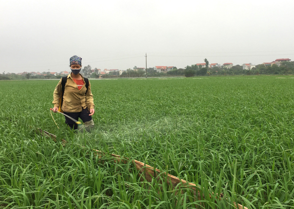 Los agricultores del distrito de Phu Cu previenen plagas y enfermedades del arroz