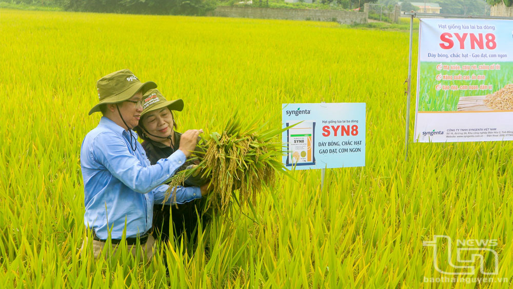 La variedad de arroz híbrido Syn8 ha sido plantada por el pueblo An Khanh (Dai Tu), dando lugar a un alto rendimiento y buena calidad.