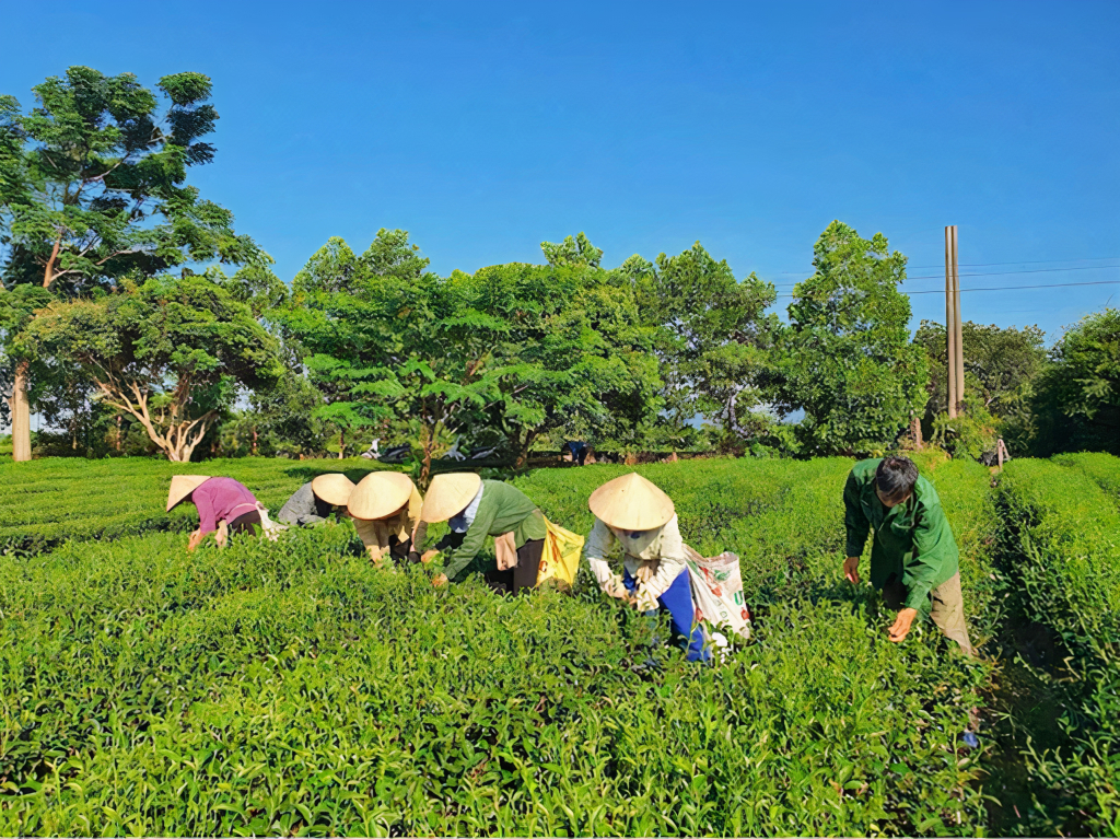 Người dân xã Quảng Long (huyện Hải Hà) thu hoạch chè.