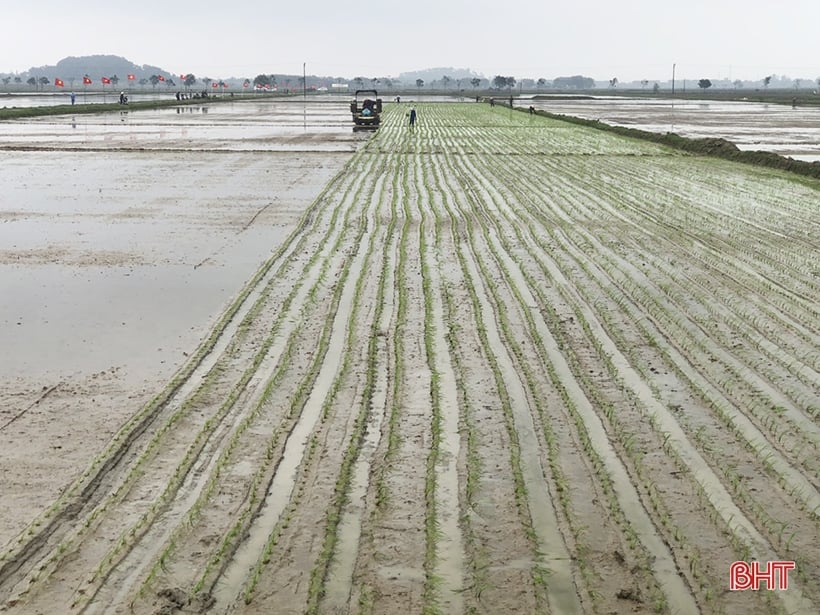 Aplicación de la tecnología de siembra en bandejas y máquina trasplantadora para producir arroz orgánico en Cam Xuyen