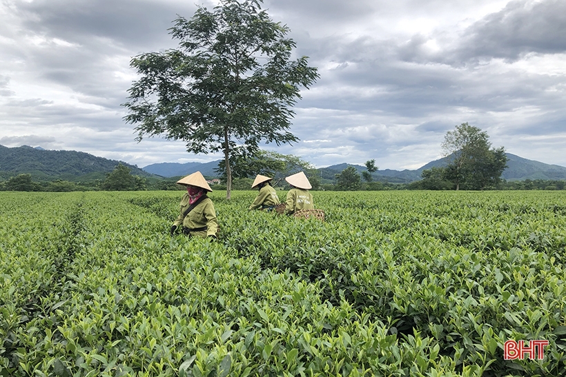 En 10 meses, el volumen de exportación de Ha Tinh alcanzó el 114% del plan.