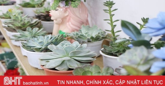 Độc đáo thú chơi hoa sen đá ở Hà Tĩnh