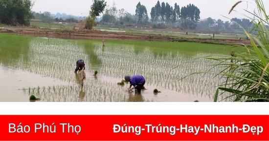 Hoàn thành việc gieo cấy trà Xuân sớm