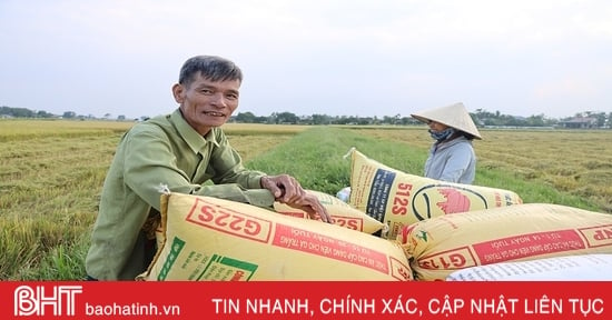 Lúa hè thu tăng giá, dễ bán, nông dân Hà Tĩnh mừng ra mặt