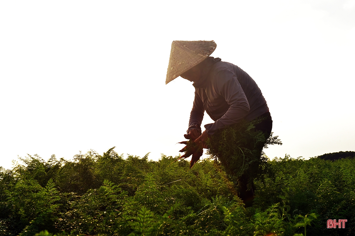 Trồng rau bán tết, nông dân phố núi Hương Khê thu lãi khá