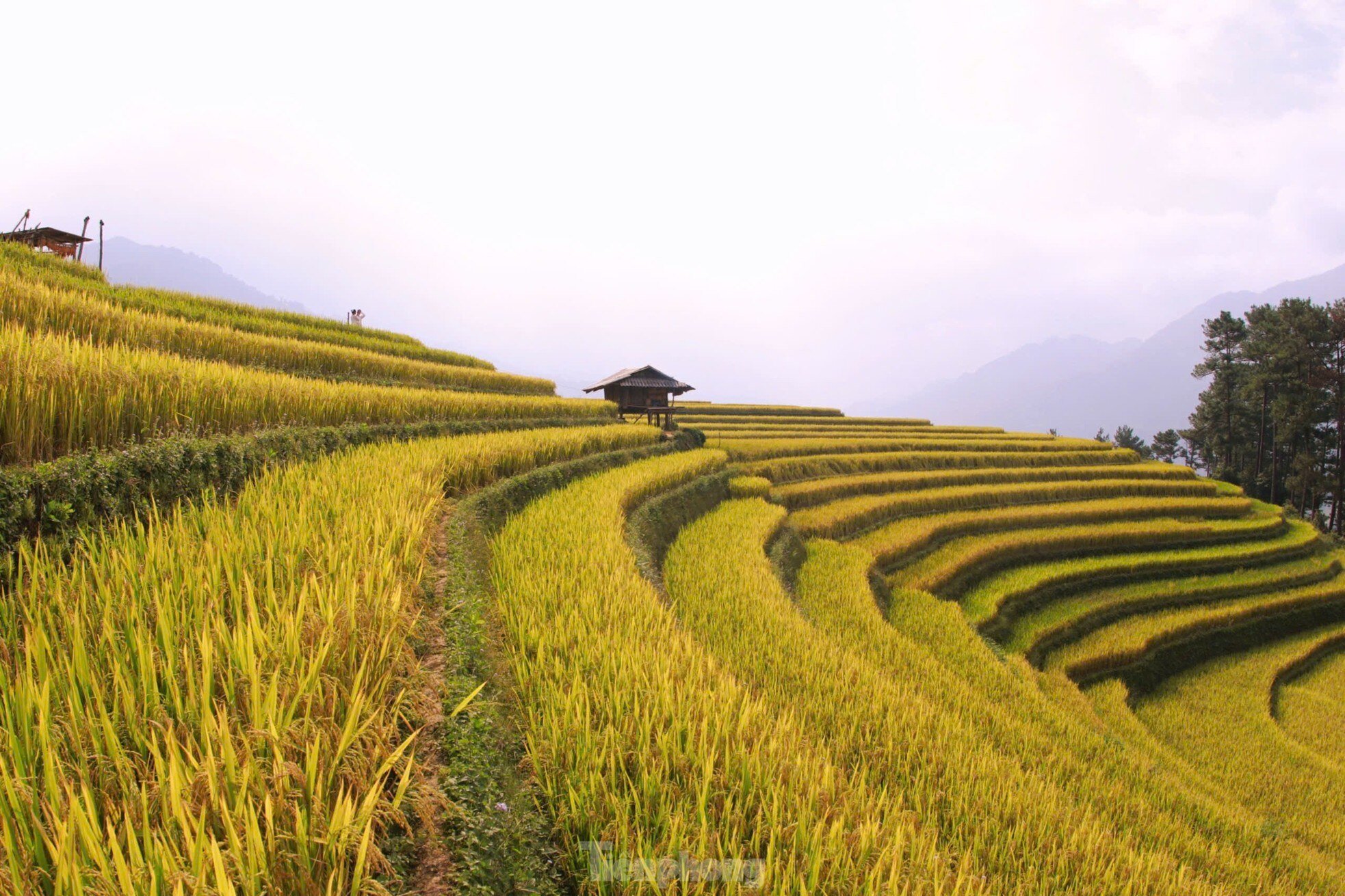 Sắc vàng rực rỡ trên những thửa ruộng bậc thang Mù Cang Chải ảnh 4