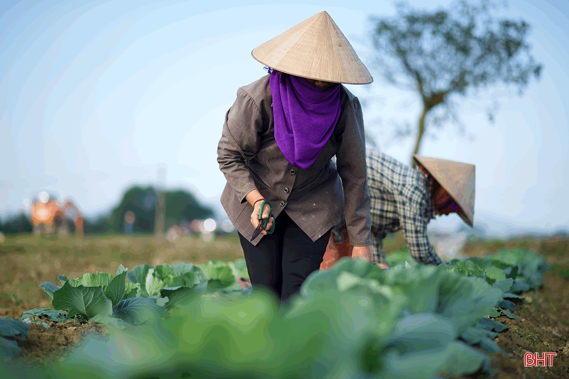 Vegetable farmers in Ky Anh town expect a good harvest and good price for Tet