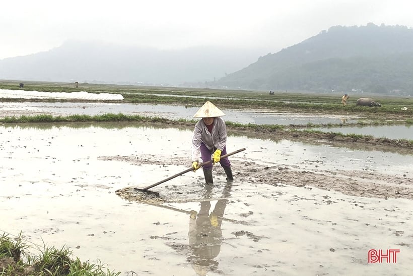 Nông dân Hà Tĩnh hối hả vào vụ gieo cấy lúa xuân