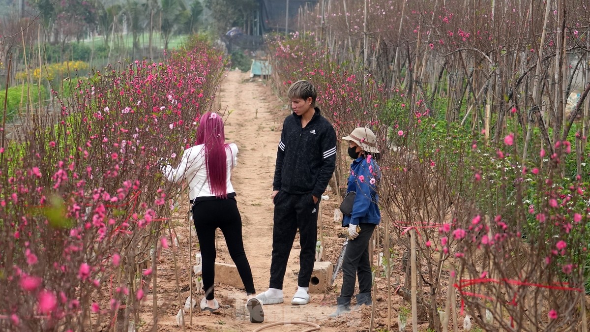 Hanoi: Las flores de durazno de Nhat Tan aumentan drásticamente de precio, incluso con millones de dongs sigue siendo difícil comprarlas. Foto 1