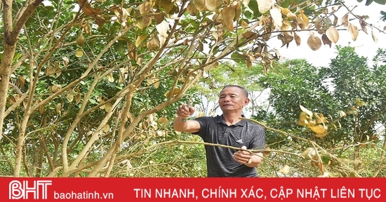 Hương Khê gấp rút hồi phục, giải độc cho cây đặc sản sau mưa lũ