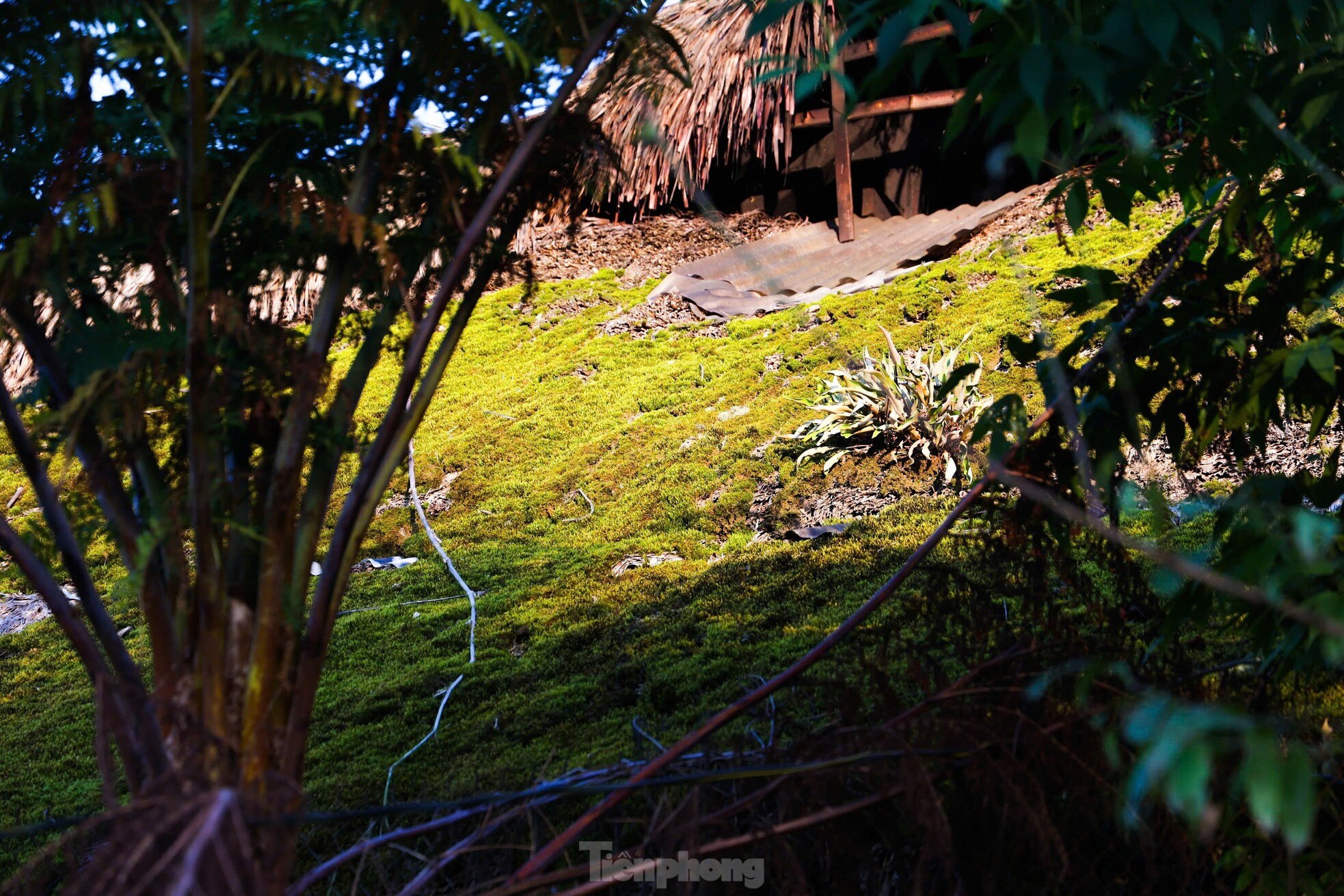 Rare, hard to find roofs that can 'transform' in Ha Giang photo 10