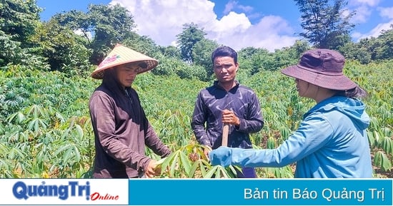 Tan Thanh's efforts to complete new rural criteria have been reduced.