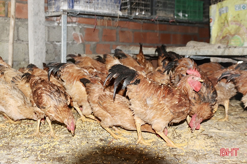 People in the mountainous area of ​​Vu Quang worry about keeping their livestock warm.