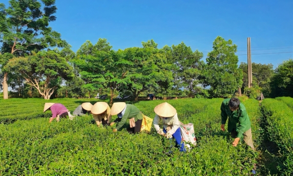 Hải Hà: Nâng cao chất lượng, giá trị nông sản