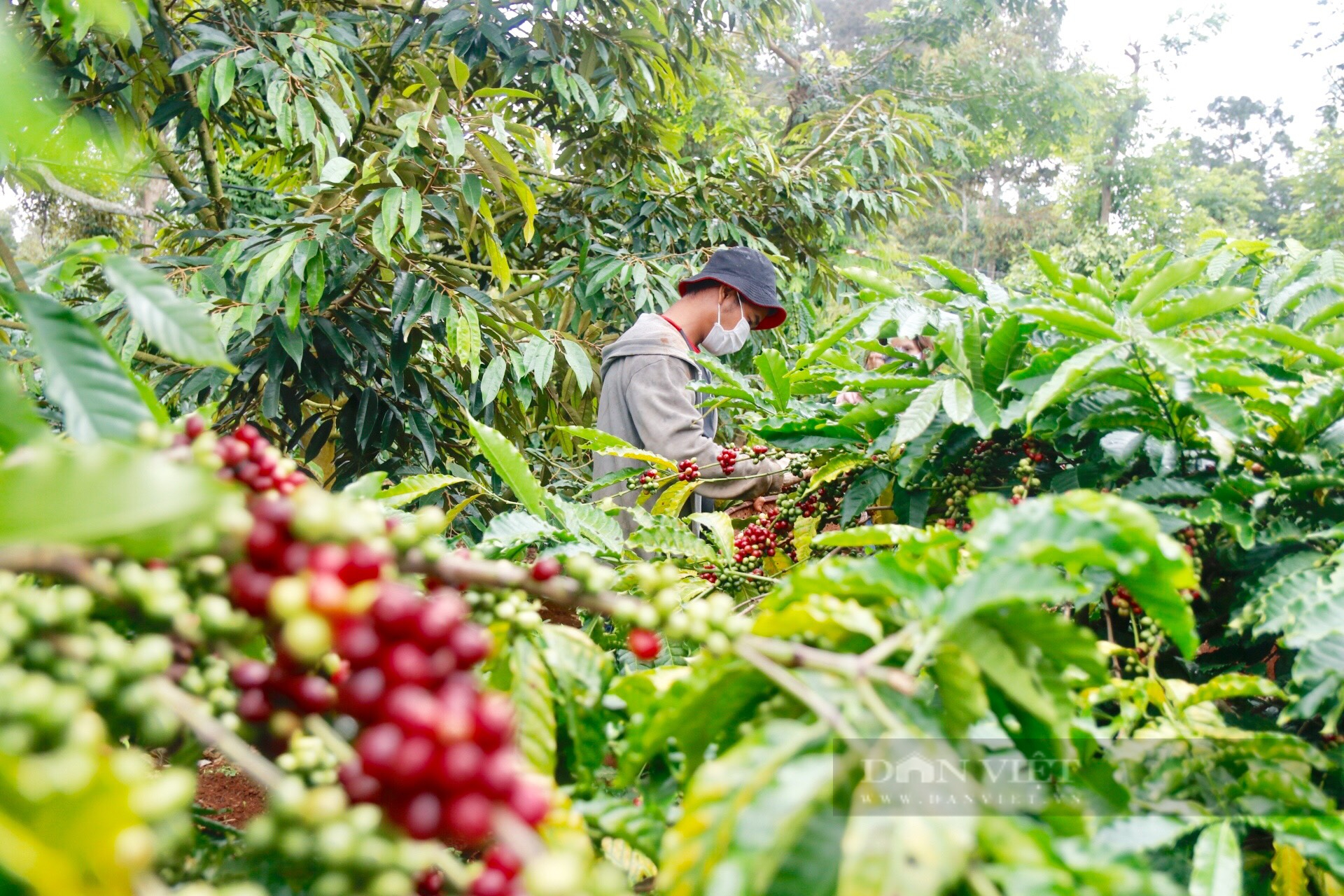 Nông sản Việt Nam tuân thủ chặt chẽ đạo luật chống phá rừng của EU - Ảnh 1.