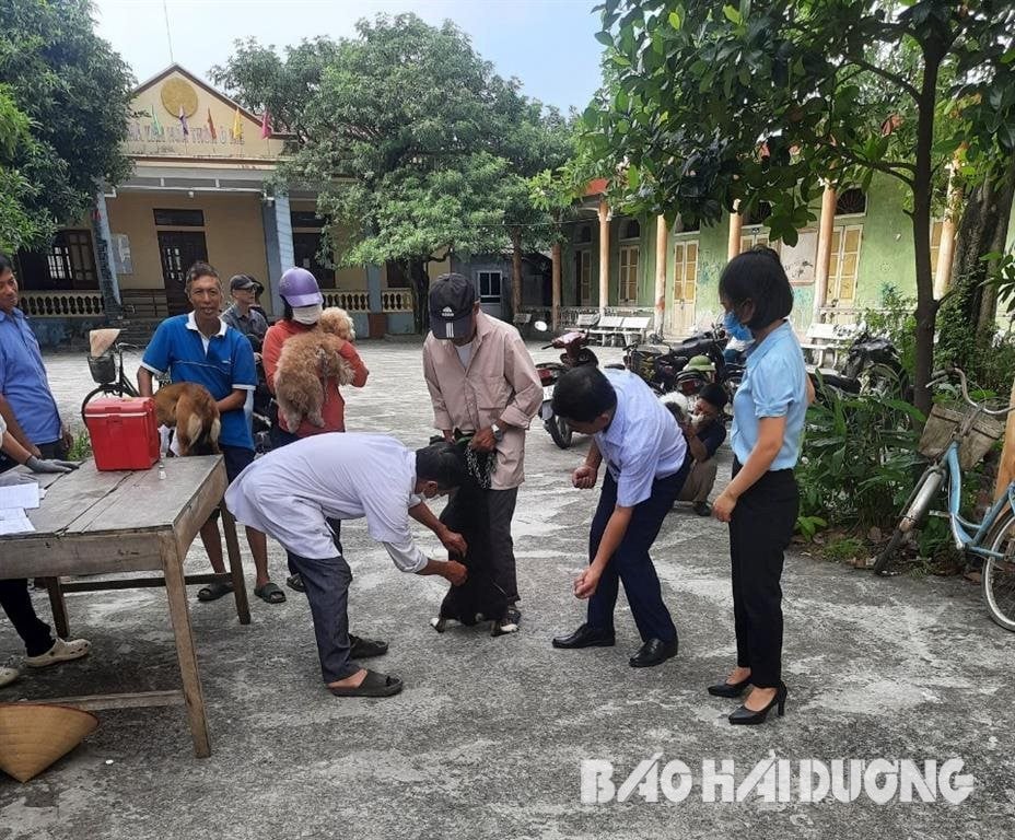 Hai Duong Province Department of Animal Husbandry and Veterinary Medicine recommends rabies prevention