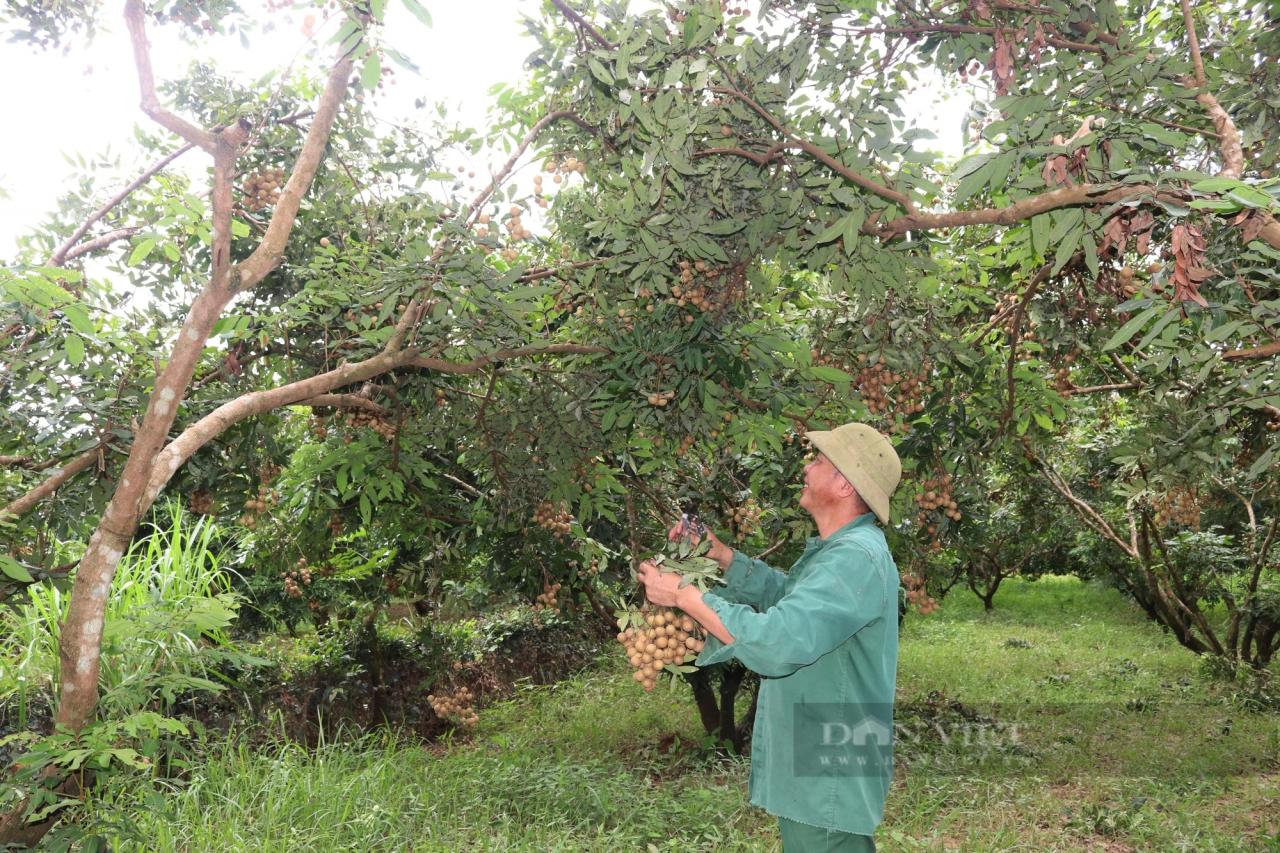 Thứ quả 