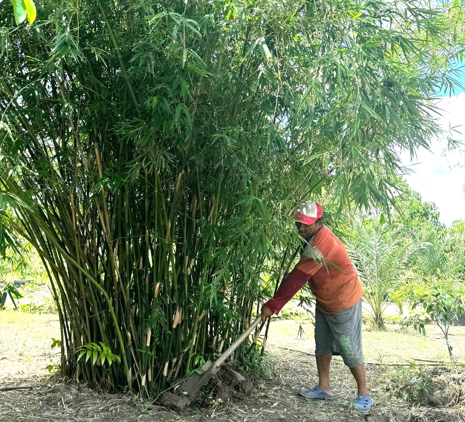 Cây tre phát triển tốt vùng đất Tây Nam bộ