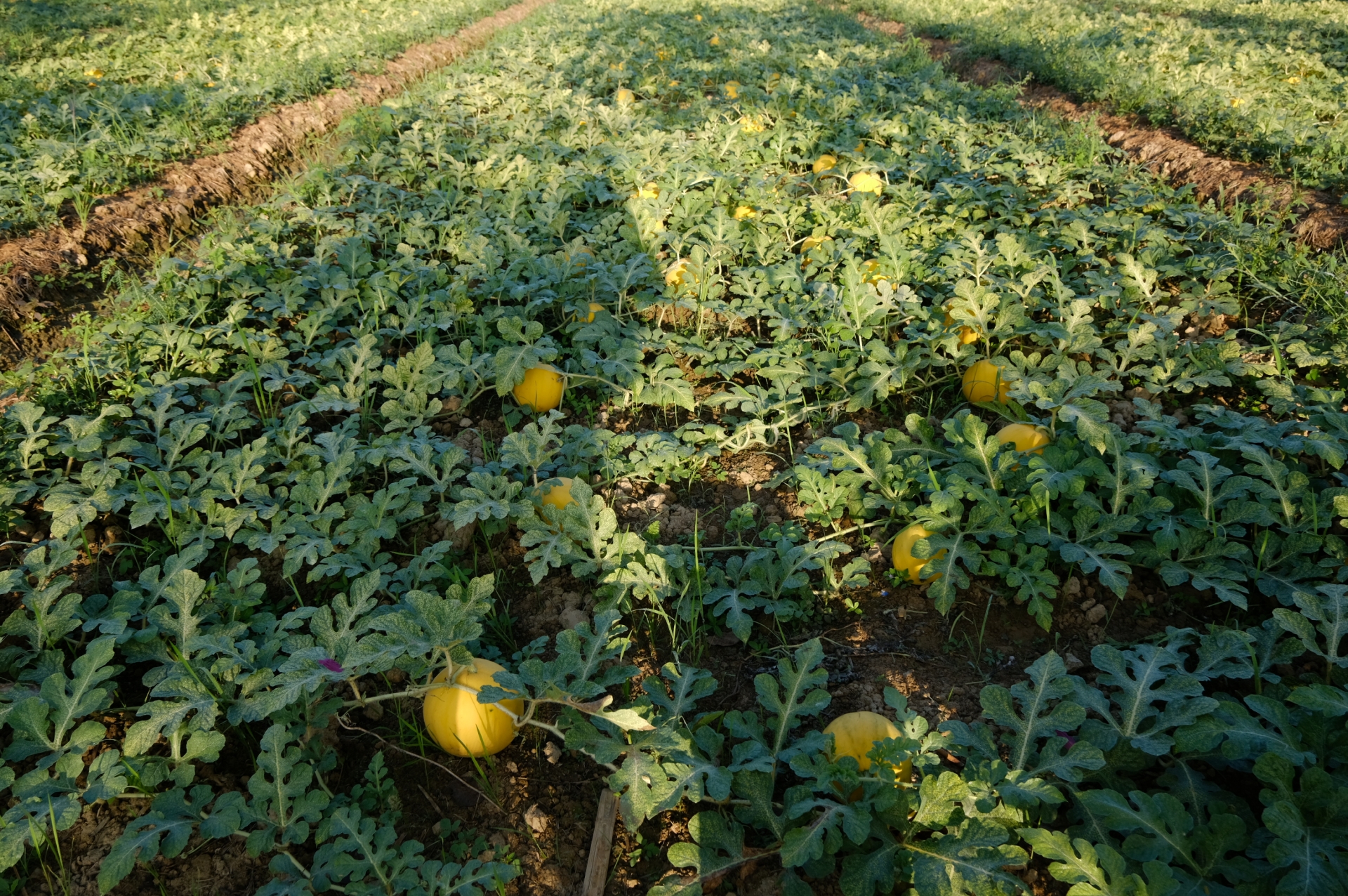Einige Händler haben sogar Aufträge an Landwirte vergeben, mehr gelbe Wassermelonen anzubauen, um das Produktangebot für den Tet-Markt zu diversifizieren.