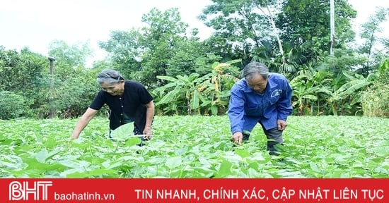 Ha Tinh tiene cuatro personas que asisten a la conferencia nacional para honrar a los ancianos que son buenos en economía.