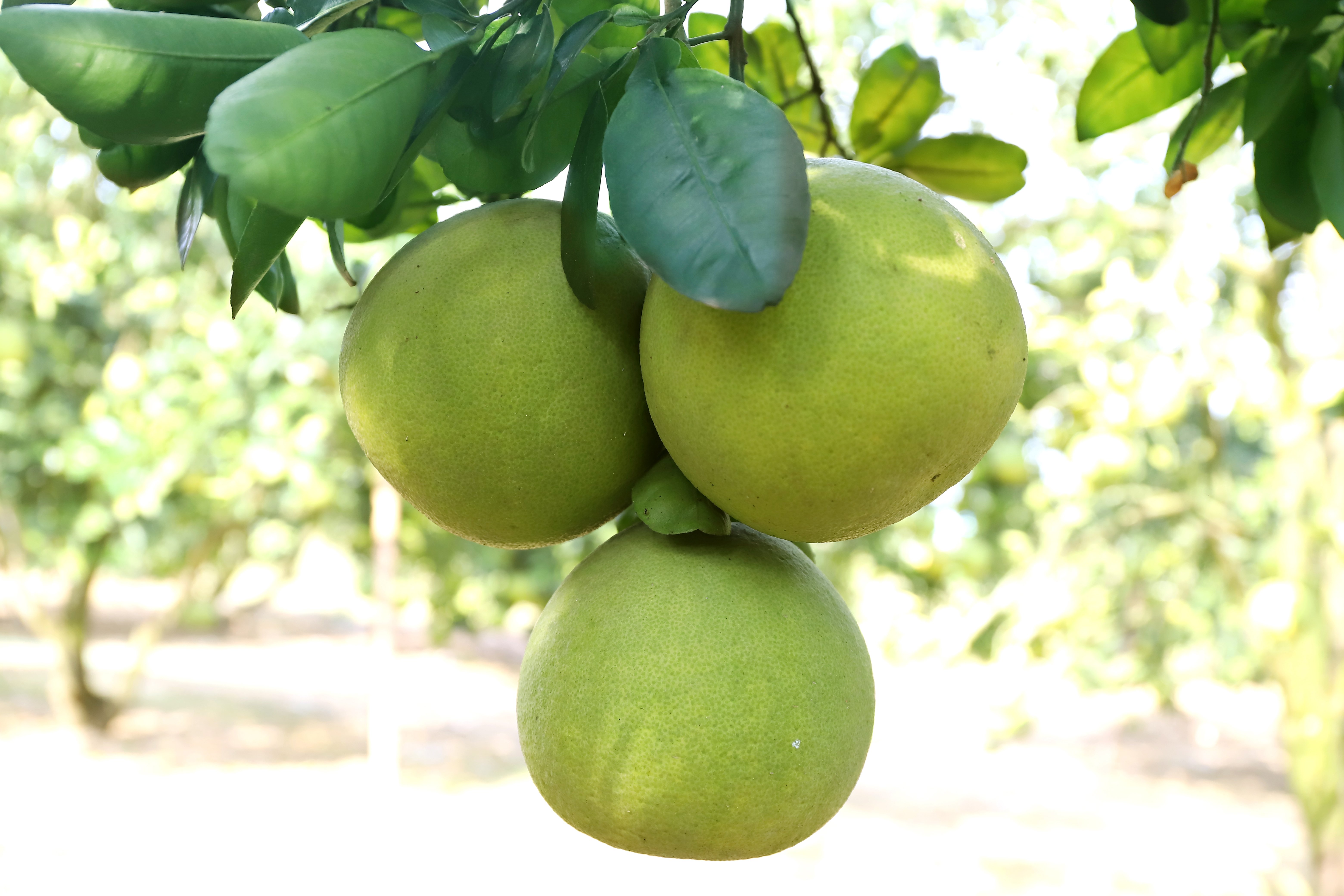 Goldene Jahreszeit im Grapefruitland