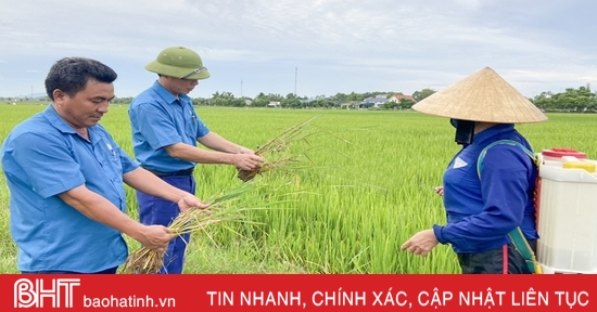 Nông dân Hà Tĩnh “đau đầu” xử lý bệnh khô vằn hại lúa