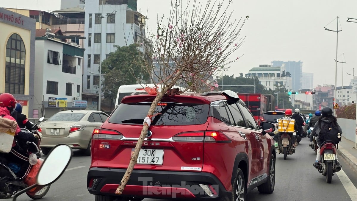 Hanoi: Las flores de durazno de Nhat Tan aumentan drásticamente de precio, incluso con millones de dongs, todavía es difícil comprarlas. Foto 16