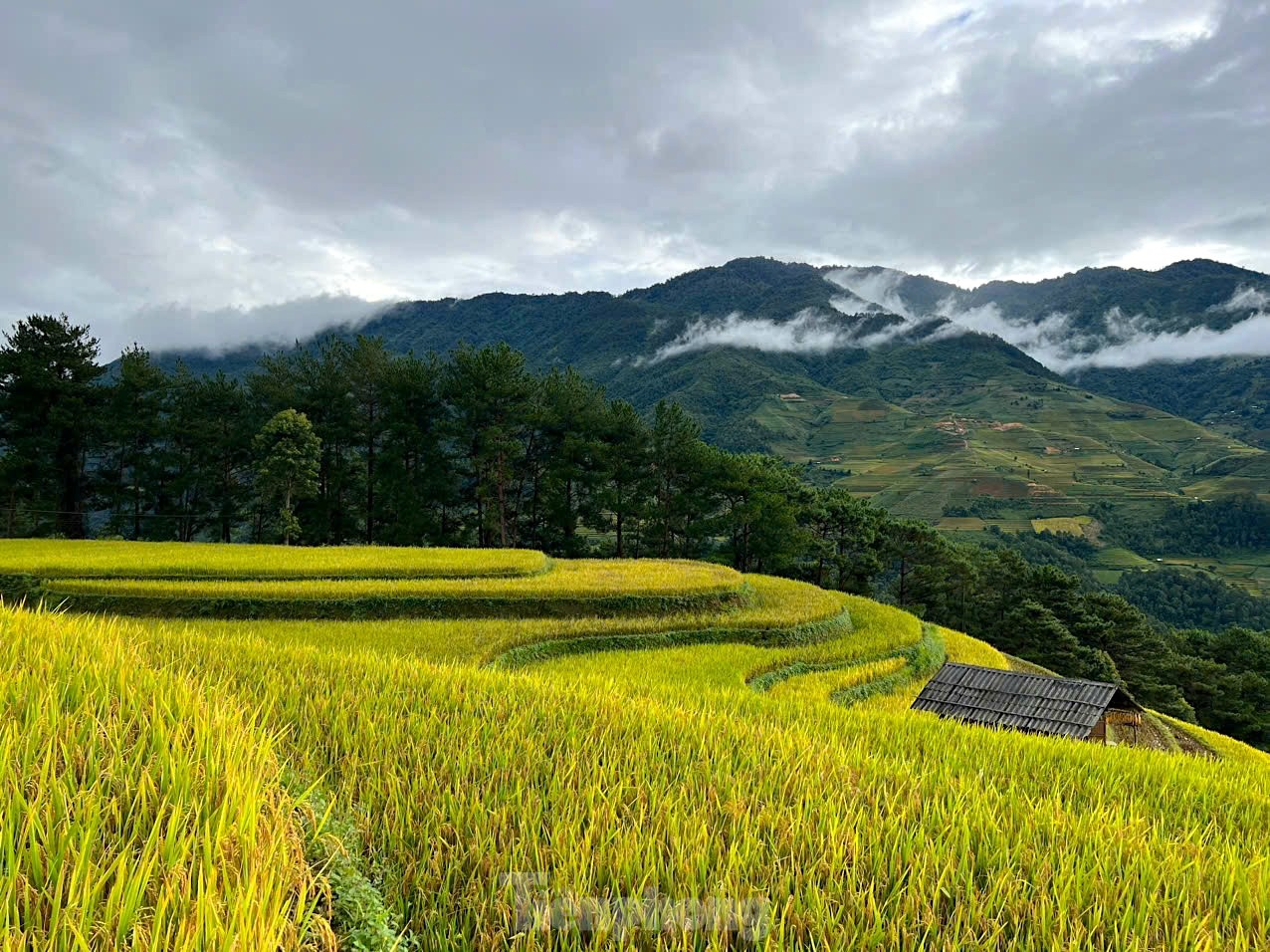 Brillante Mu Cang Chai en la temporada de arroz maduro. Foto 3