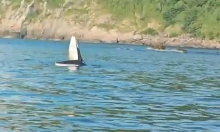 A large whale rises to the surface, opens its mouth to hunt in the waters of Phu Yen.