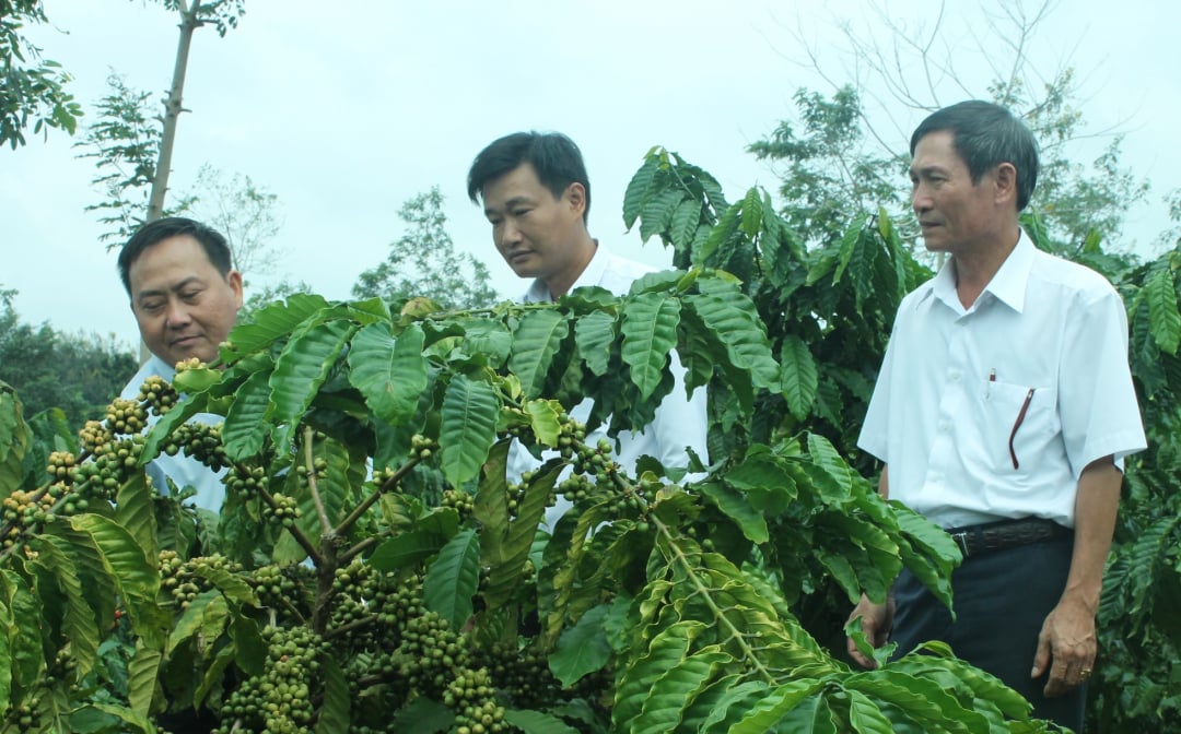 Hy vọng mới cho tái canh cà phê tại Đắk Lắk