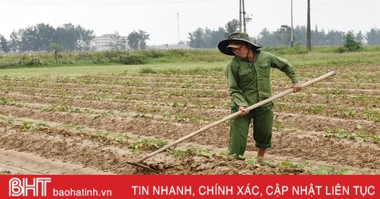 Lộc Hà linh hoạt sản xuất vụ đông né tránh thiên tai