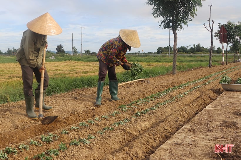 Ha Tinh inicia la producción de cultivos de invierno en 2023