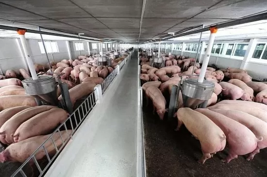 Schweinepreis heute, 24. September 2024: Der Norden steigt weiter an und erreicht 71.000 VND/kg