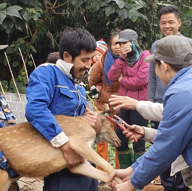 Bàn giao hươu sao lấy nhung hỗ trợ hộ dân thoát nghèo