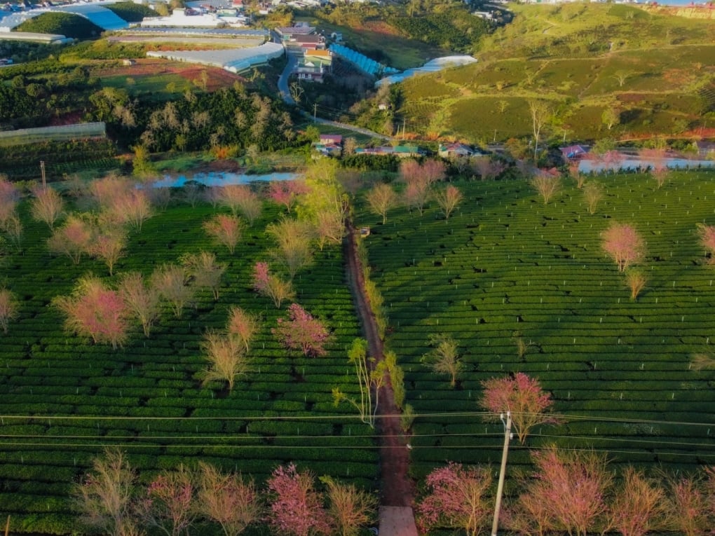 Dalat es el destino más elegido por los turistas vietnamitas el 30 de abril