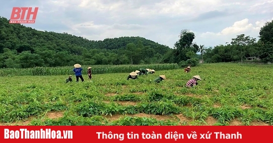 Gestion et protection des forêts de protection en amont associées au développement de plantes médicinales à haute valeur économique