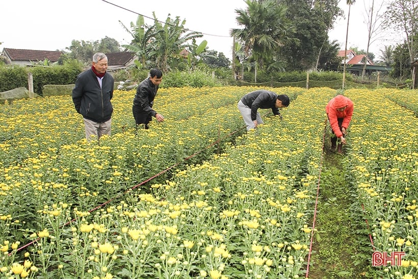 Ngập tràn cúc vàng ở làng hoa Đức Thọ