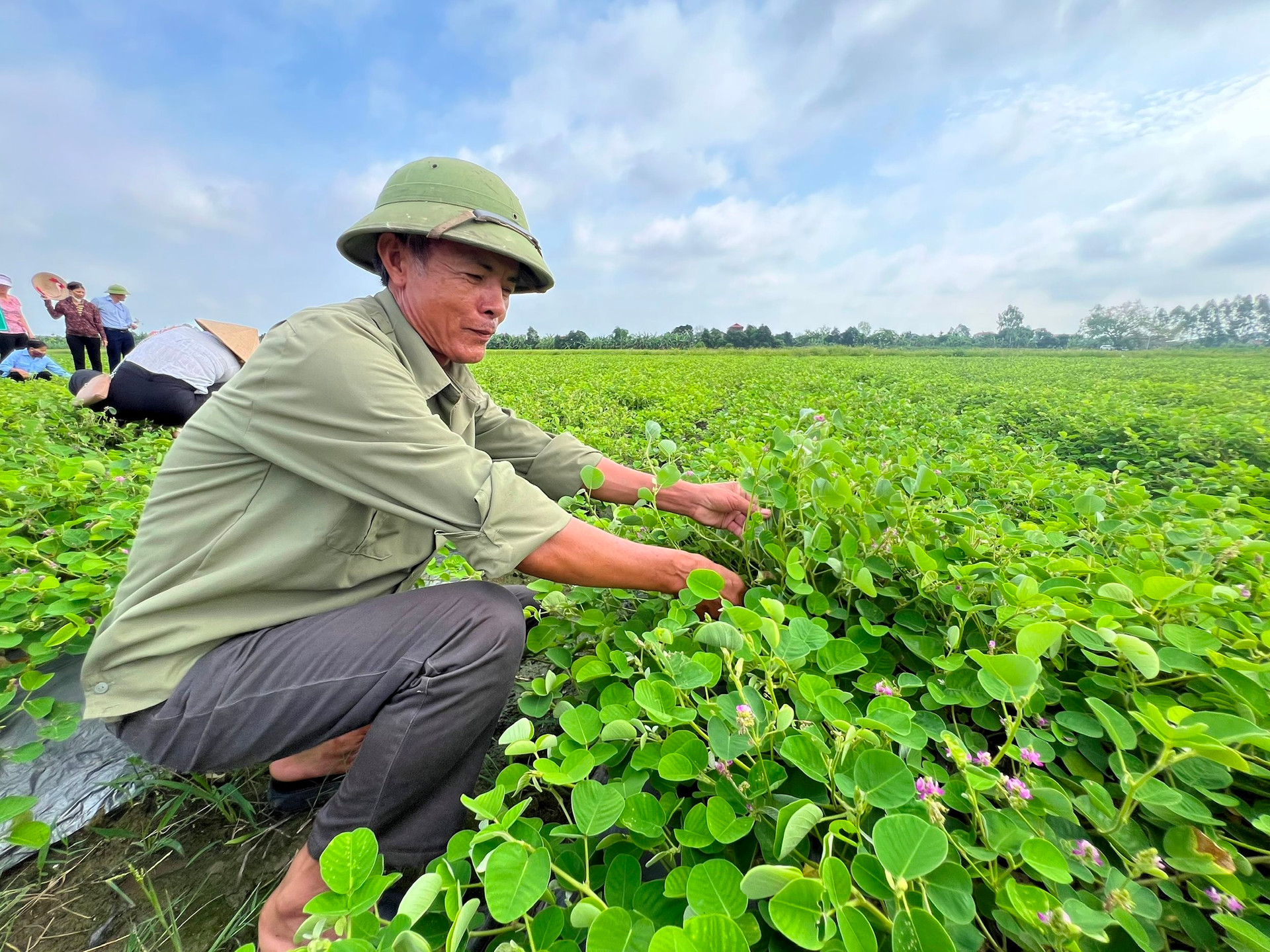 កសិករ តាន់ ក្វាង ដាំដើមប្រាក់ រកចំណូលបានរាប់រយលាន/ហិកតា