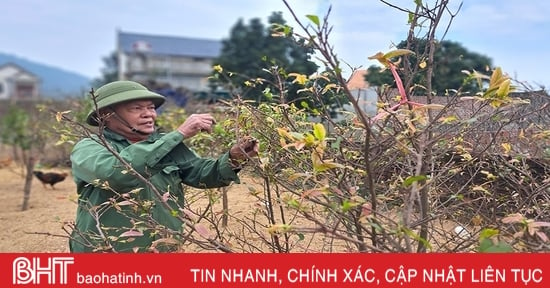 Admirando el jardín de albaricoques amarillos se espera ganar casi 500 millones de dongs del viejo agricultor Nghi Xuan