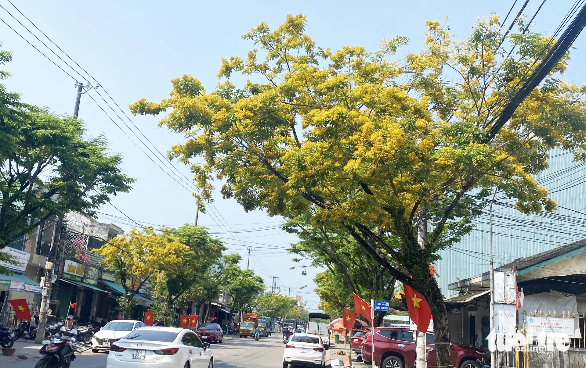Sưa bung nở sắc vàng ở Tam Kỳ 