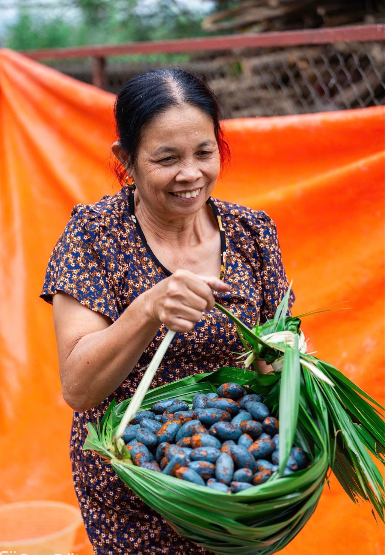 Mùa cọ chín