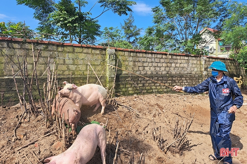 La peste porcine africaine est compliquée, Ha Tinh la prévient activement