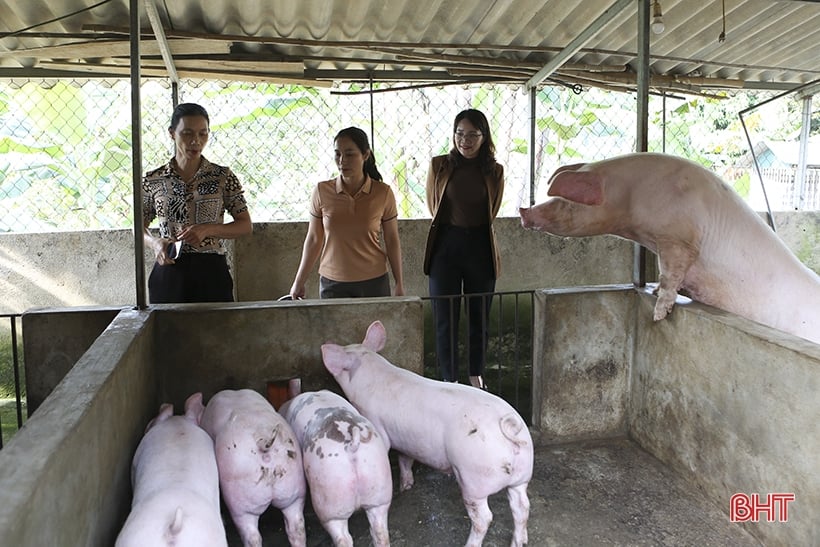 Hội viên phụ nữ Hương Sơn làm giàu từ mô hình kinh tế vườn - chuồng