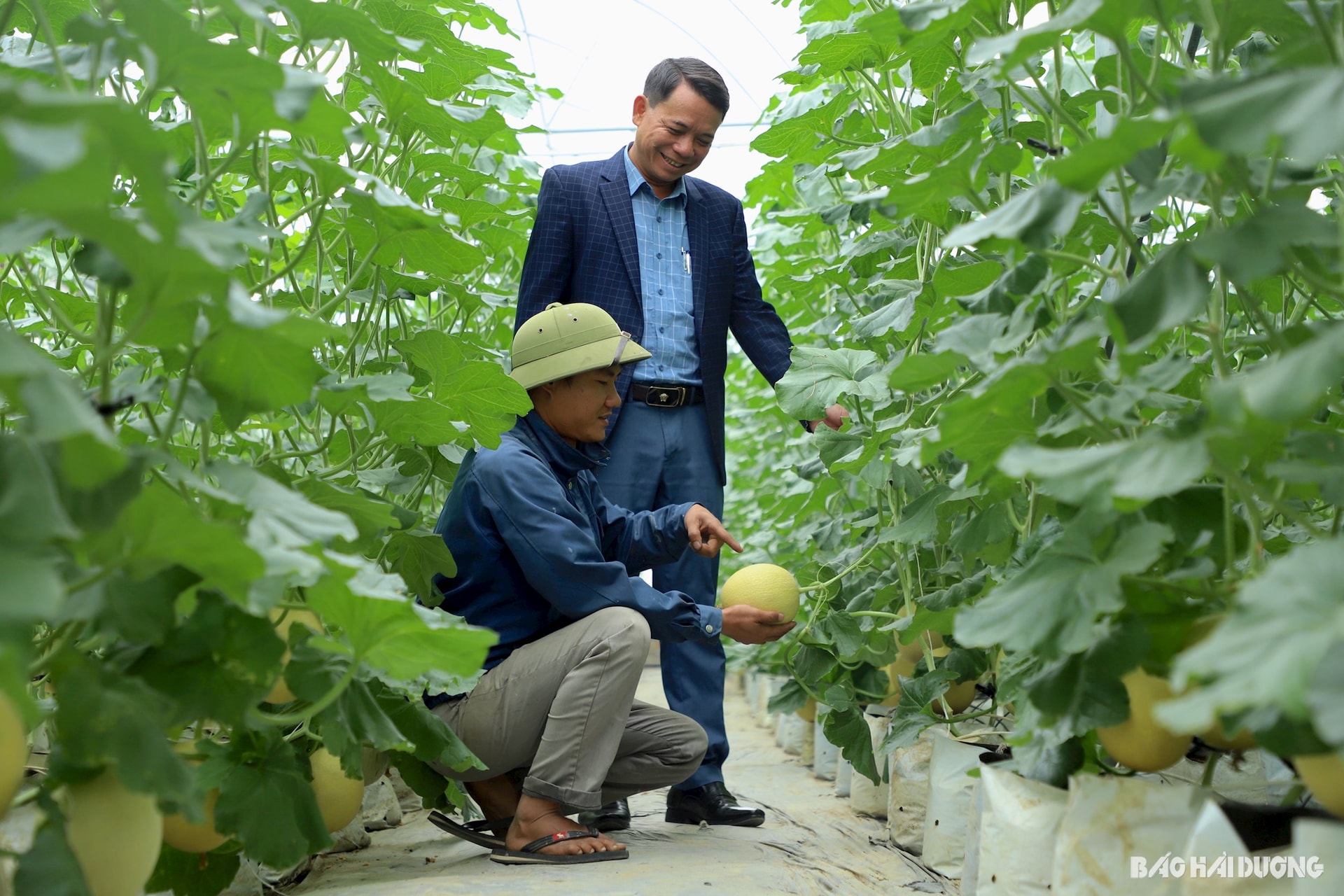 Un champ de melons cultivés dans une serre de la commune de Nhat Quang est prêt à être récolté.