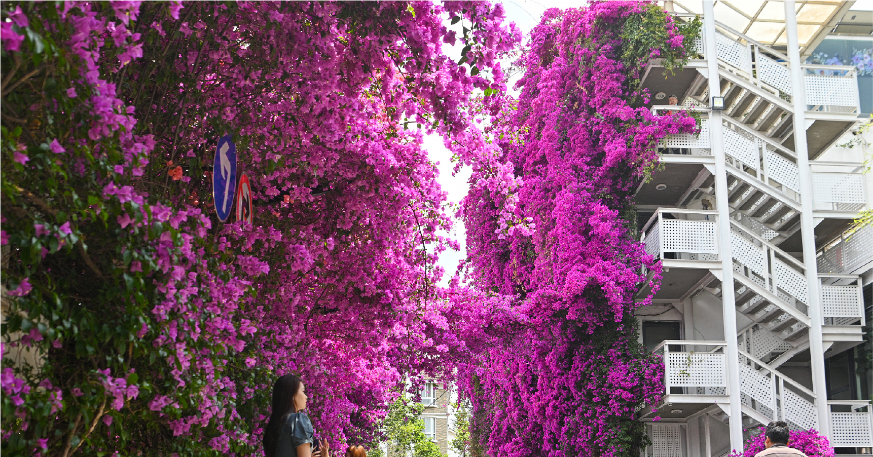 Buganvillas gigantes en plena floración, que cubren cuatro pisos en China, atrayendo a turistas para registrarse