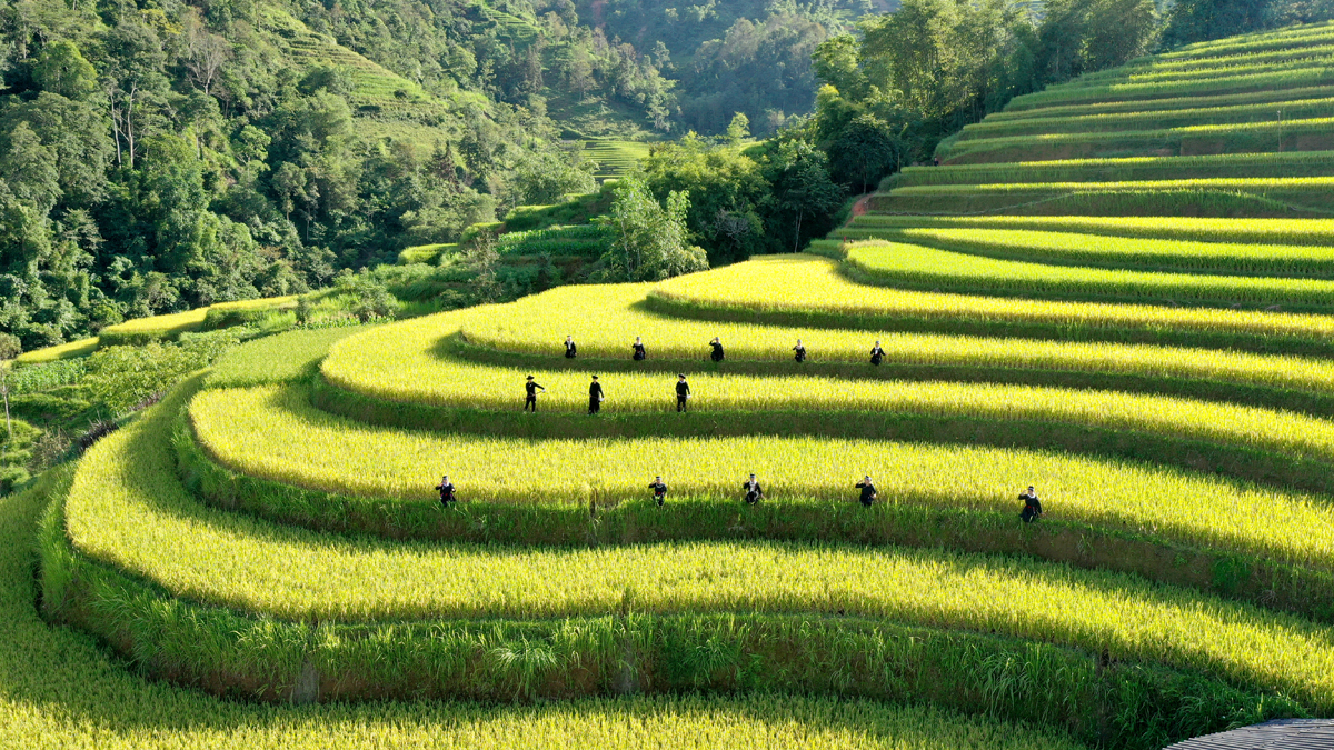 Hoang Su Phi – one of the most beautiful destinations in the Northwest region for viewing ripening rice fields. Photo: Bang Lang.